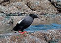 Cepphus columba